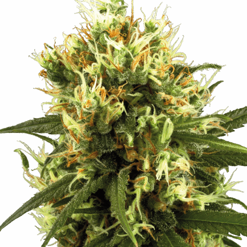 Sensi Seeds Cannabis Seeds White Haze Automatic Feminized by White Label