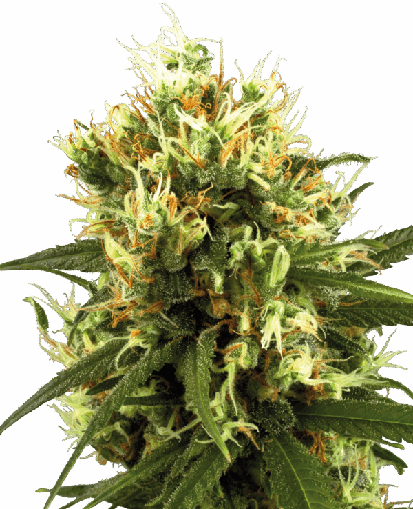 Sensi Seeds Cannabis Seeds White Haze Automatic Feminized by White Label