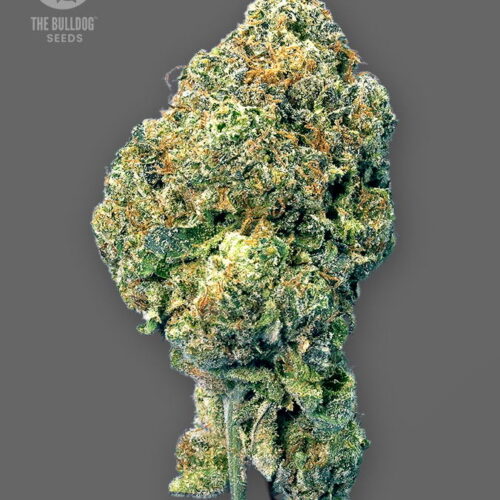 The Bulldog Seeds TB Runtz Feminized