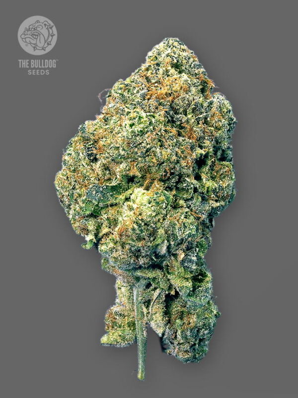The Bulldog Seeds TB Runtz Feminized