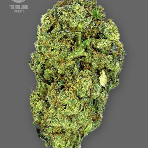 The Bulldog Seeds TB Sour Diesel Regular