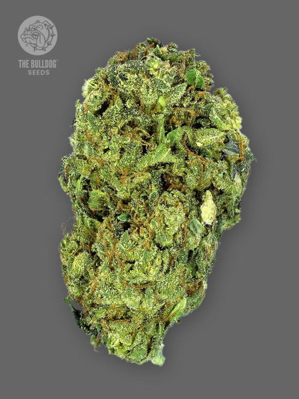 The Bulldog Seeds TB Sour Diesel Regular