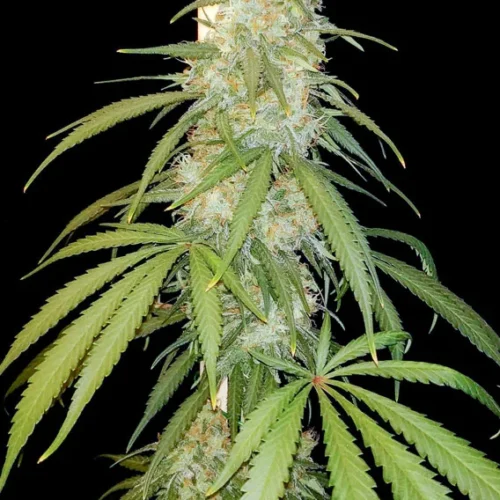 Dutch Passion Cannabis Seeds Amsterdam Amnesia Feminized 100 db