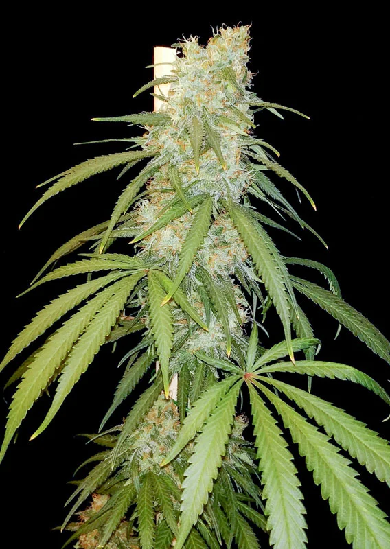 Dutch Passion Cannabis Seeds Amsterdam Amnesia Feminized 100 db