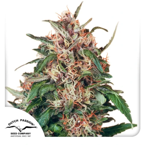 Dutch Passion Cannabis Seeds Hollands Hope® Feminized 100 db