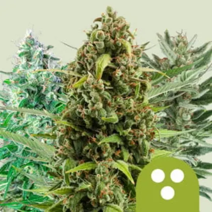 Royal Queen Seeds Cannabis Seeds Autoflowering Mix 5 db