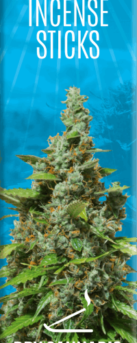 Cannabis tömjénrudak Dry Cannabis & Coconut