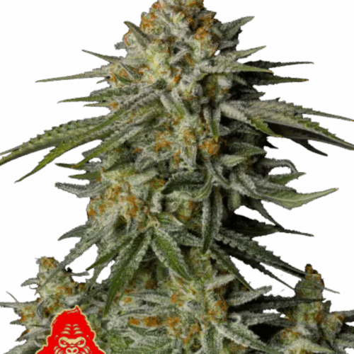 Fast Buds Cannabis Seeds GG4 Sherbet FF 100 db