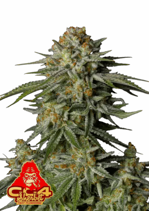 Fast Buds Cannabis Seeds GG4 Sherbet FF 100 db