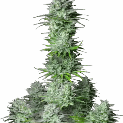 Fast Buds Cannabis Seeds Kosher Cake Auto 100 db