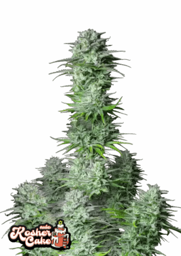 Fast Buds Cannabis Seeds Kosher Cake Auto 100 db
