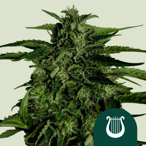 Royal Queen Seeds Cannabis Seeds Apollo F1 Auto 25 db
