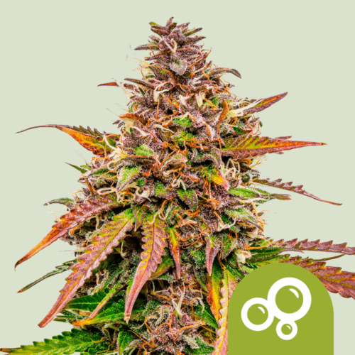 Royal Queen Seeds Cannabis Seeds Bubble Kush Auto 25 db
