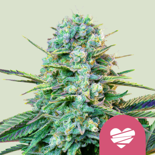 Royal Queen Seeds Cannabis Seeds Wedding Crasher Feminized 25 db