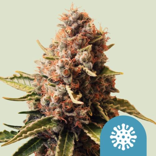 Royal Queen Seeds Cannabis Seeds Euphoria Feminized (High CBD) 25 db