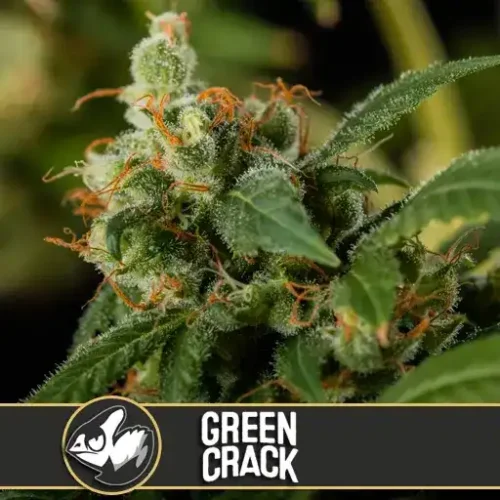 Blimburn Seeds Cannabis Seeds Green Crack Nőiesített 3 pár