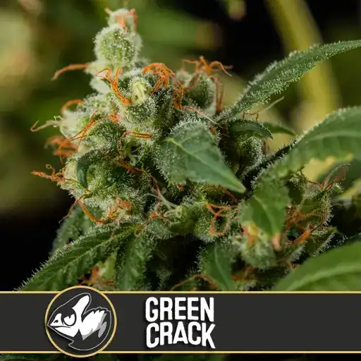Blimburn Seeds Cannabis Seeds Green Crack Nőiesített 3 pár