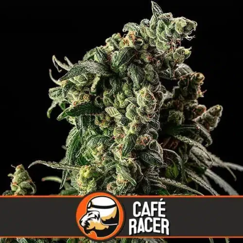 Blimburn Seeds Cannabis Seeds Cafe Racer Nőiesített 3 pár