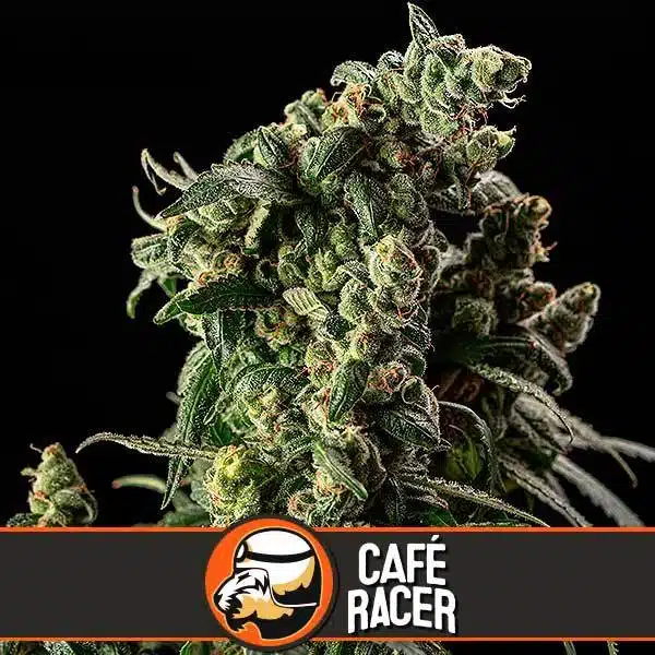 Blimburn Seeds Cannabis Seeds Cafe Racer Nőiesített 3 pár