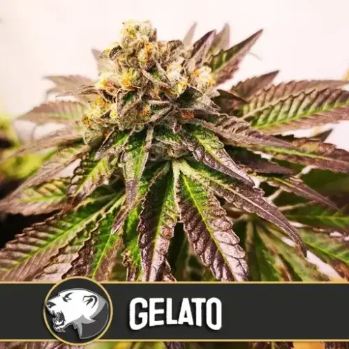 Blimburn Seeds Cannabis Seeds Gelato Feminized 3 pár