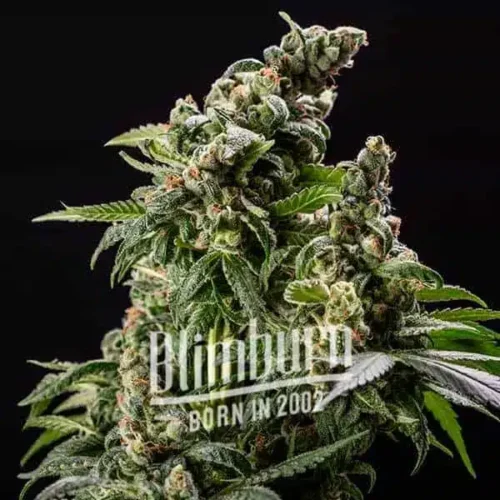 Blimburn Seeds Cannabis Seeds Cafe Racer Auto 3 pár