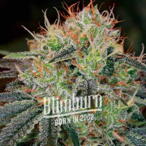 Blimburn Seeds Cannabis Seeds Fat Bastard Nőiesített 100 db