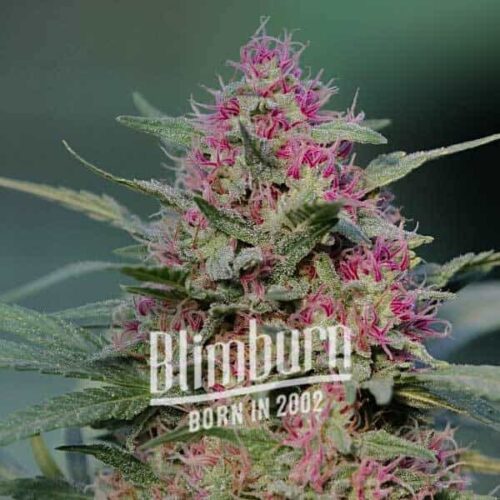Blimburn Seeds Cannabis Seeds Pink Rozay Nőiesített 100 db