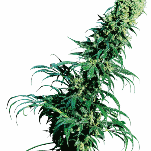 Sensi Seeds Cannabis Seeds Early Pearl® Regular