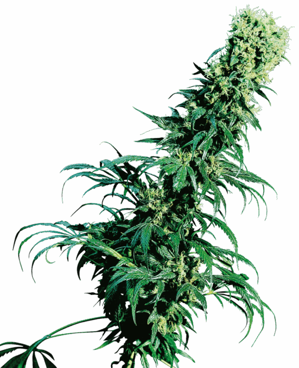 Sensi Seeds Cannabis Seeds Early Pearl® Regular