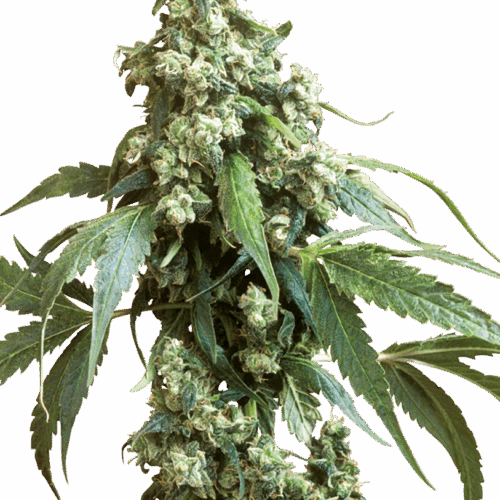 Sensi Seeds Cannabis Seeds Jack Flash® Regular