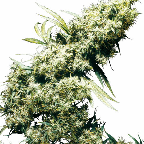 Sensi Seeds Cannabis Seeds Jamaica Pearl® Regular