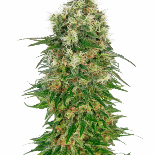 Sensi Seeds Cannabis Seeds Shiva Skunk Automatic® Feminized