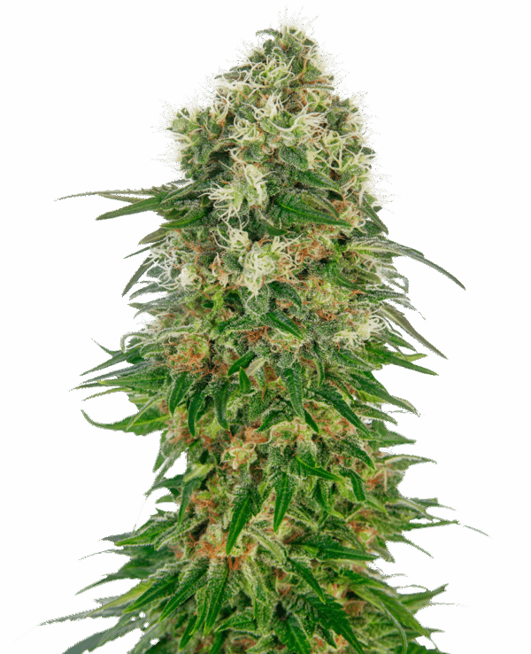 Sensi Seeds Cannabis Seeds Shiva Skunk Automatic® Feminized