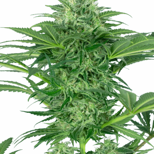 Sensi Seeds Cannabis Seeds Skunk Dream CBD feminizált