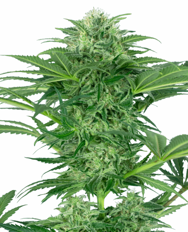 Sensi Seeds Cannabis Seeds Skunk Dream CBD feminizált