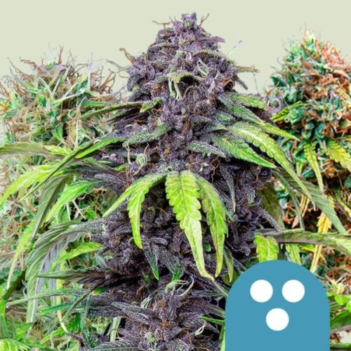 Royal Queen Seeds Cannabis Seeds CBD keverék 5 db