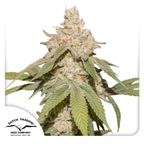 Dutch Passion Cannabis Seeds Auto SFV OG® Autoflowering 100 db