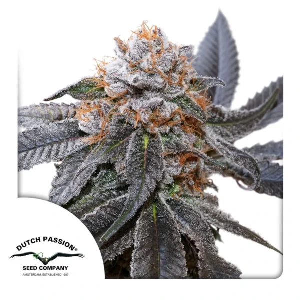 Dutch Passion Cannabis Seeds Blue Zushi® Feminized 100 db