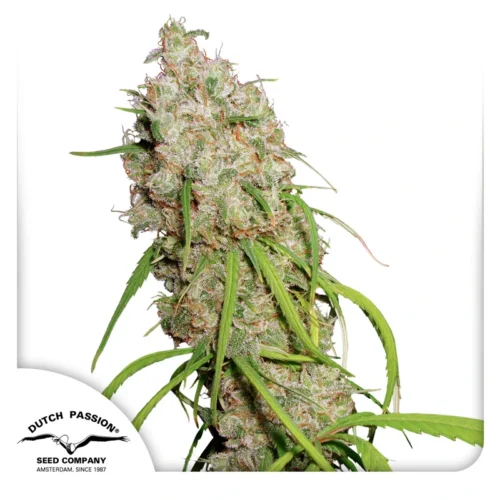 Dutch Passion Cannabis Seeds Desfrán® Feminized 100 db