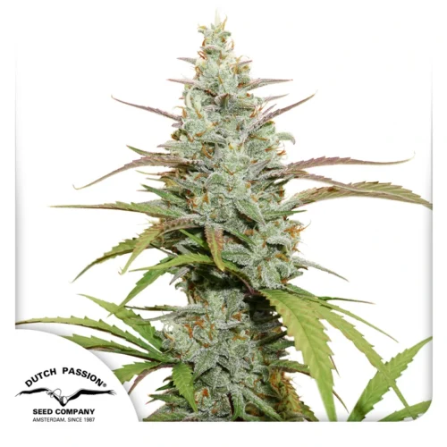 Dutch Passion Cannabis Seeds Mokum's Tulip® Feminized 100 db