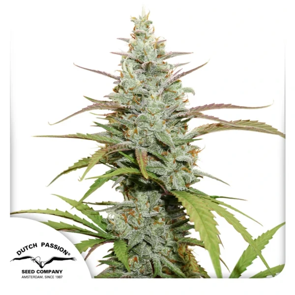 Dutch Passion Cannabis Seeds Mokum's Tulip® Feminized 100 db