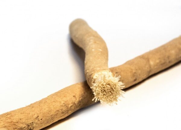 SIWAK Natural fogkefe Természetes tok nélkül
