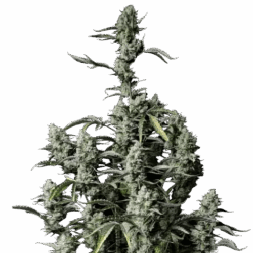 Fast Buds Cannabis Seeds Gorilla Zkittlez Auto 100 db