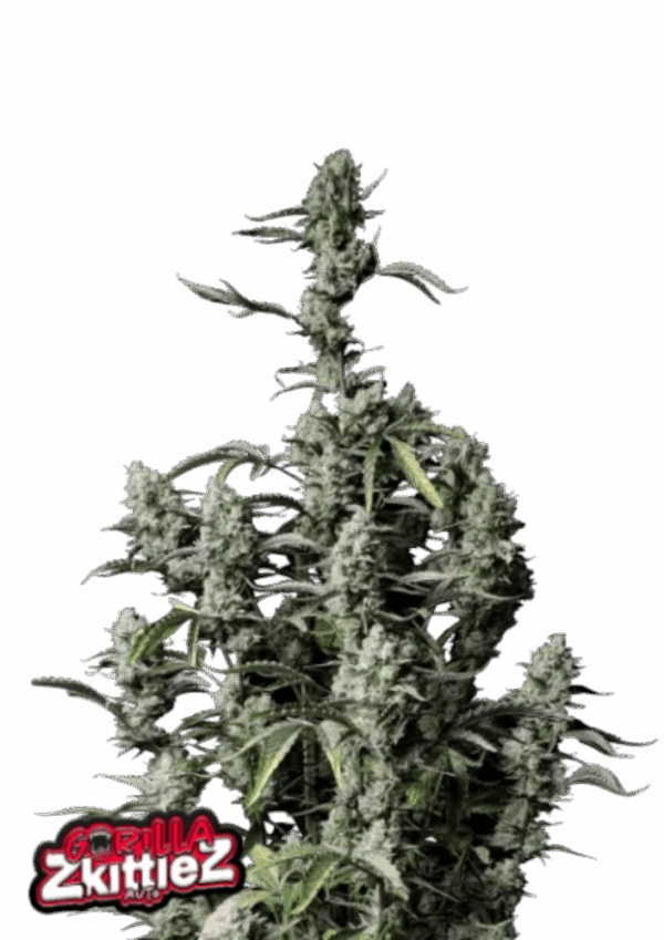 Fast Buds Cannabis Seeds Gorilla Zkittlez Auto 100 db