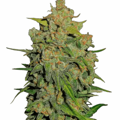 Fast Buds Cannabis Seeds Lemon AK Auto 100 db