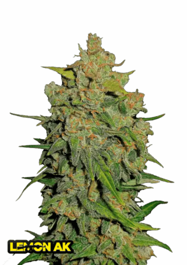 Fast Buds Cannabis Seeds Lemon AK Auto 100 db