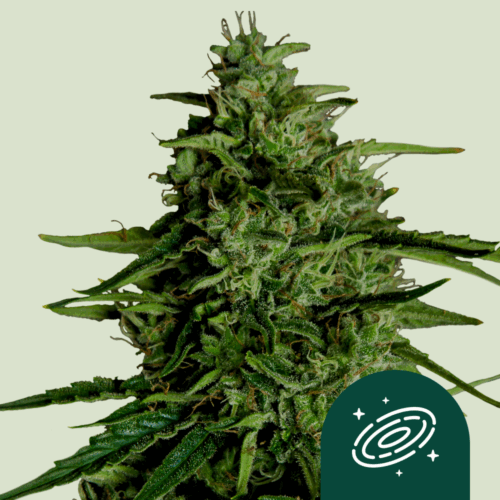 Royal Queen Seeds Cannabis Seeds Milky Way F1 Auto 25 db