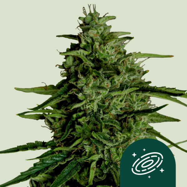 Royal Queen Seeds Cannabis Seeds Milky Way F1 Auto 25 db