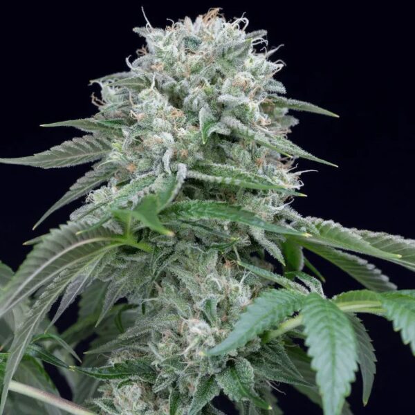 Silent Seeds Egzotikus Cannabis Seeds Starfire OG Feminized 10 db