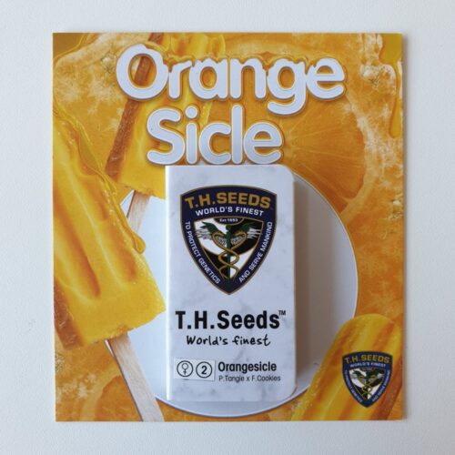 T.H.Seeds™ Cannabis Seeds Orangesicle